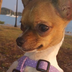 Meet your Posher, Yordanka